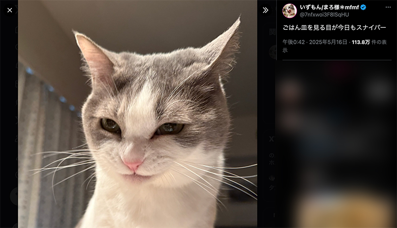 スナイパーのような目つきでごはん皿を見つめる、猫のいずもちゃん