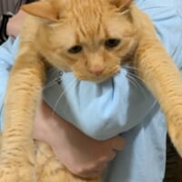 このまま寝室に連れていかれたそむくん