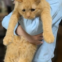 「すべてを諦めてる」　寝室に連れていかれる猫の表情に爆笑