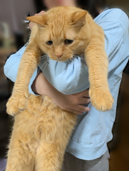 「すべてを諦めてる」　寝室に連れていかれる猫の表情に爆笑