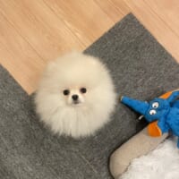投稿初期のちょむちゃん