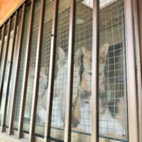 「ちゅーるを忘れるなよ……」出掛ける飼い主を見つめる4ニャンの圧がすごい