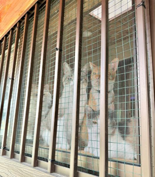 「ちゅーるを忘れるなよ……」出掛ける飼い主を見つめる4ニャンの圧がすごい