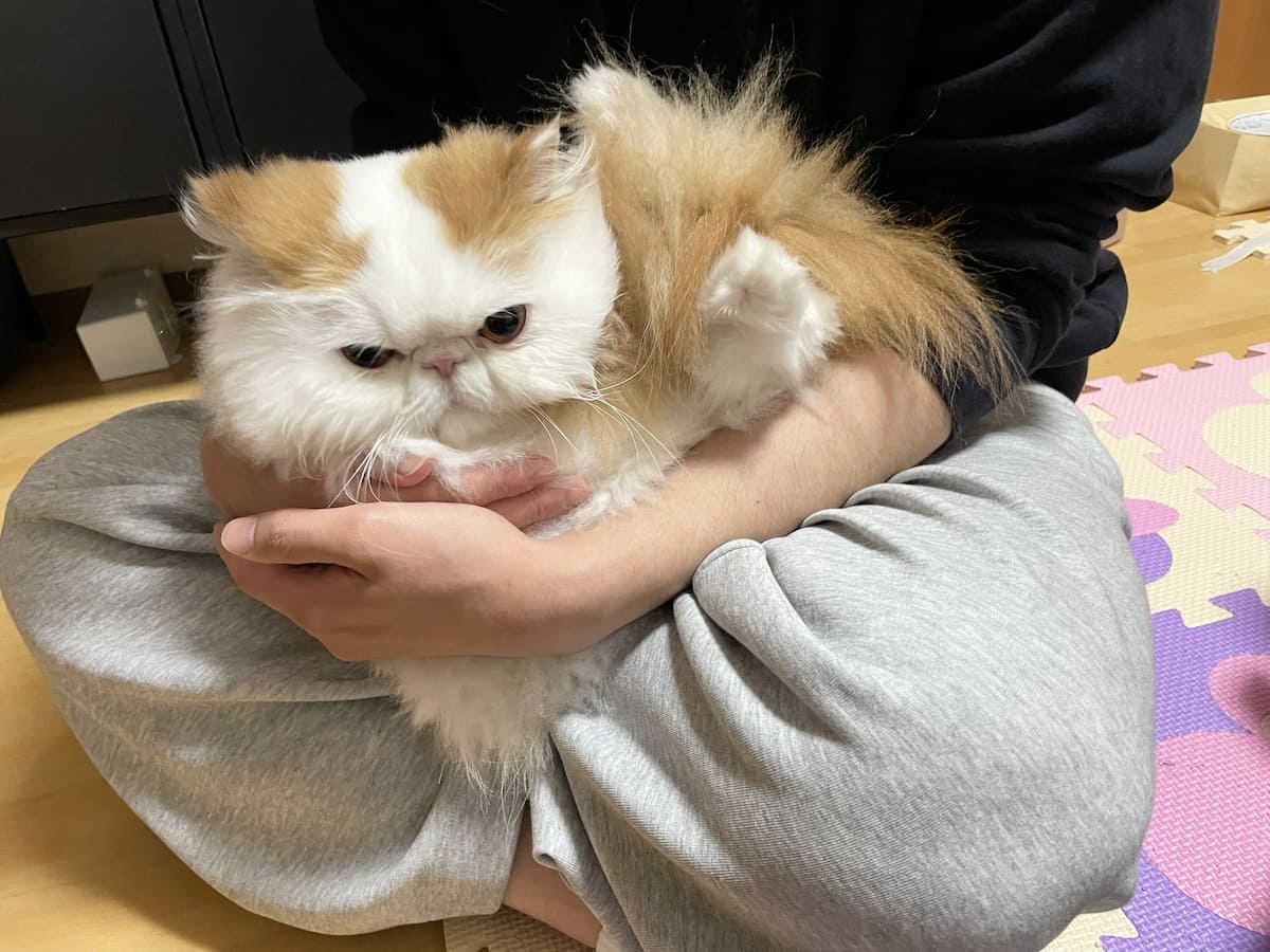 大嫌いな相手に抱かれてご機嫌斜め！表情が分かりやすすぎる猫ちゃん