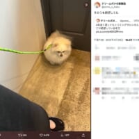 絶望する歌舞伎ちゃん