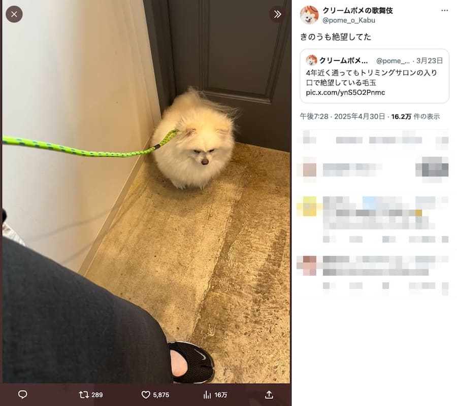 絶望する歌舞伎ちゃん