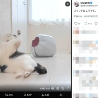 ズコーっ！床にひっくり返る猫ちゃんの、ダイナミックなズッコケ姿
