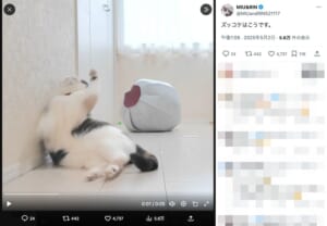 ズコーっ！床にひっくり返る猫ちゃんの、ダイナミックなズッコケ姿