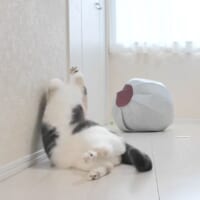 何かに反応！