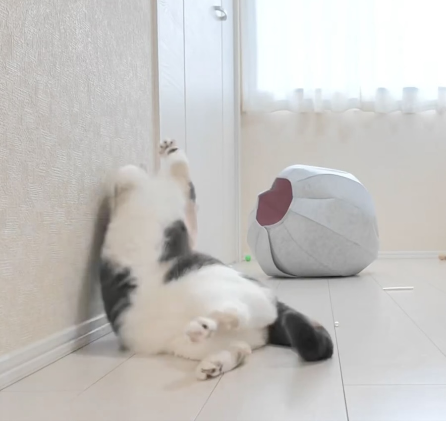何かに反応！