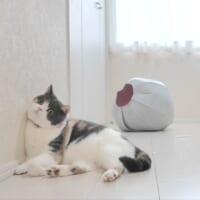 正面を見つめるみゅーちゃん