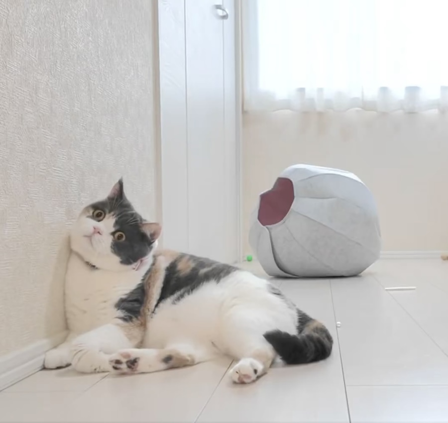 正面を見つめるみゅーちゃん