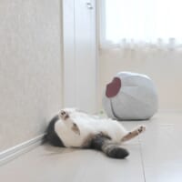 なぜかずっと仰向けのまま