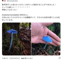 自然状態でこの青さ！ニュージーランドで発見されたキノコがファンタジーすぎる
