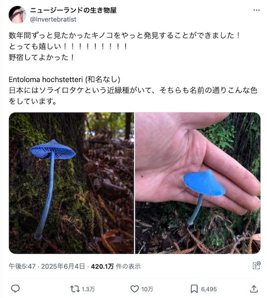 自然状態でこの青さ！ニュージーランドで発見されたキノコがファンタジーすぎる