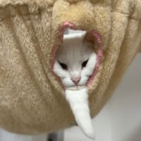まるで仙人？長いあごひげを蓄えた猫ちゃんの表情に腹筋崩壊