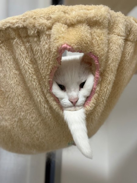 まるで仙人？長いあごひげを蓄えた猫ちゃんの表情に腹筋崩壊