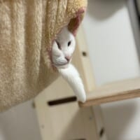 飼い主さんが注目したのはうにくんの表情