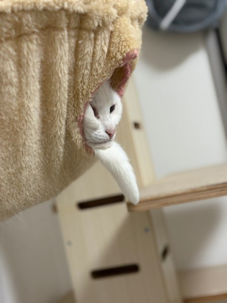 飼い主さんが注目したのはうにくんの表情