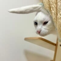 ツッパリ風になることも