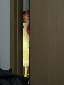 ヒェッ……ニワトリが扉の隙間からじっと見つめてくる！実は親切な行動だった？