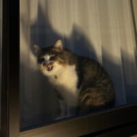 「怖い」or「かわいい」？　夜、窓際で不気味に笑う猫ちゃん
