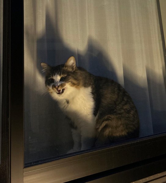 「怖い」or「かわいい」？　夜、窓際で不気味に笑う猫ちゃん