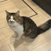 普段のほたてくん