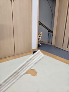 その手には乗らないぞ！飼い主の「ハウス用おやつ」に警戒心たっぷりなコーギー
