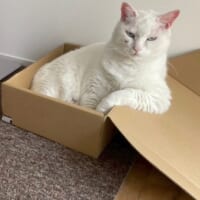 投稿の2日前にも同じポーズを披露していたゆきちゃん
