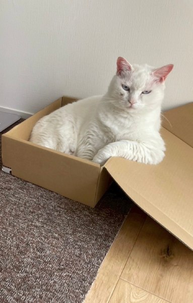 投稿の2日前にも同じポーズを披露していたゆきちゃん