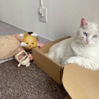 中に人入ってる？　白猫さんのふてぶてしい態度に爆笑