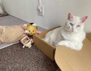 中に人入ってる？　白猫さんのふてぶてしい態度に爆笑