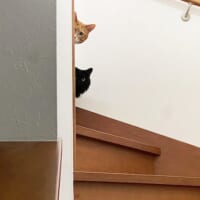 犯ニャンは誰？階段上の2匹の猫ちゃん、生み落とした証拠品に怪しげな視線
