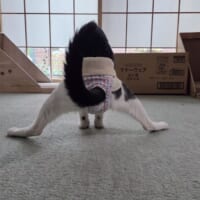 後ろ姿が完全に体操選手　猫の“謎すぎる”開脚スタイル