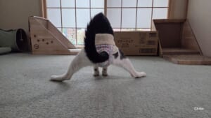 後ろ姿が完全に体操選手　猫の“謎すぎる”開脚スタイル