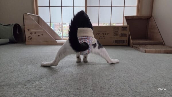 後ろ姿が完全に体操選手　猫の“謎すぎる”開脚スタイル