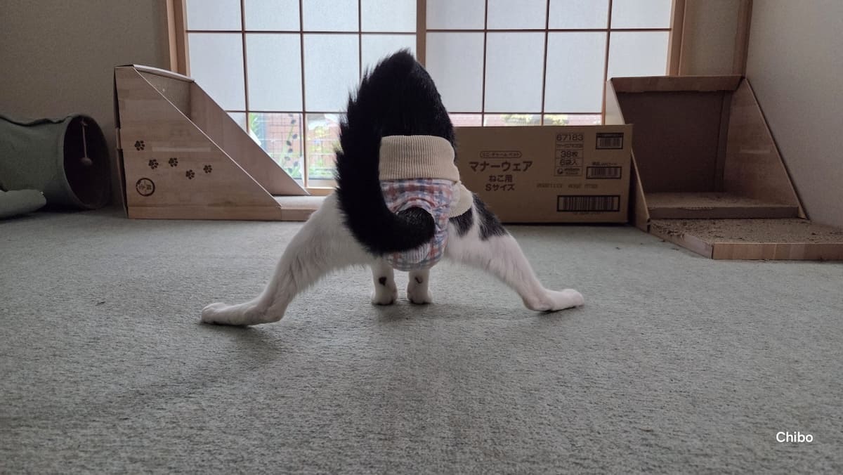 後ろ姿が完全に体操選手　猫の“謎すぎる”開脚スタイル