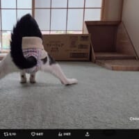 見事な後ろ姿