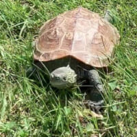 散歩中のホークちゃん