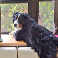 ココアくんは普段から窓から外を眺めるのが好き