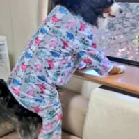 犬なのに人間？　Xで話題の「ギリギリイヌ」に爆笑