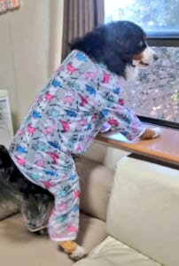 犬なのに人間？　Xで話題の「ギリギリイヌ」に爆笑