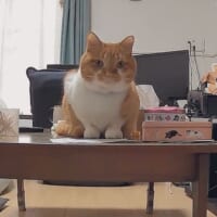 そこは禁止しているはずなのに！飼い主も驚いた留守中の猫の行動