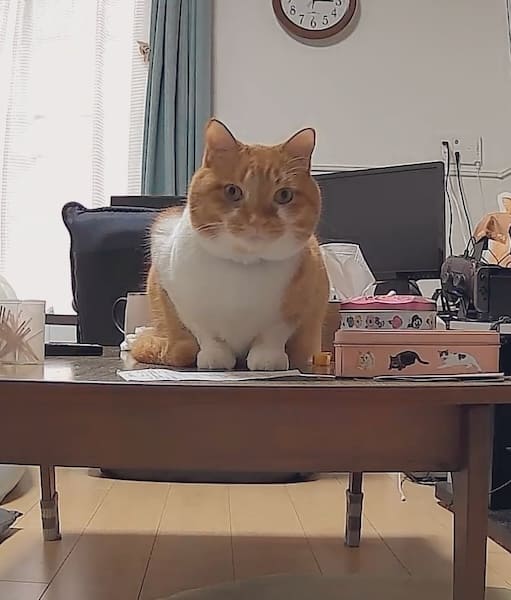 そこは禁止しているはずなのに！飼い主も驚いた留守中の猫の行動