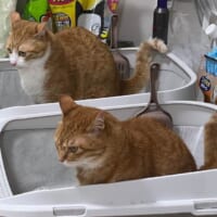 トイレに集中する2匹