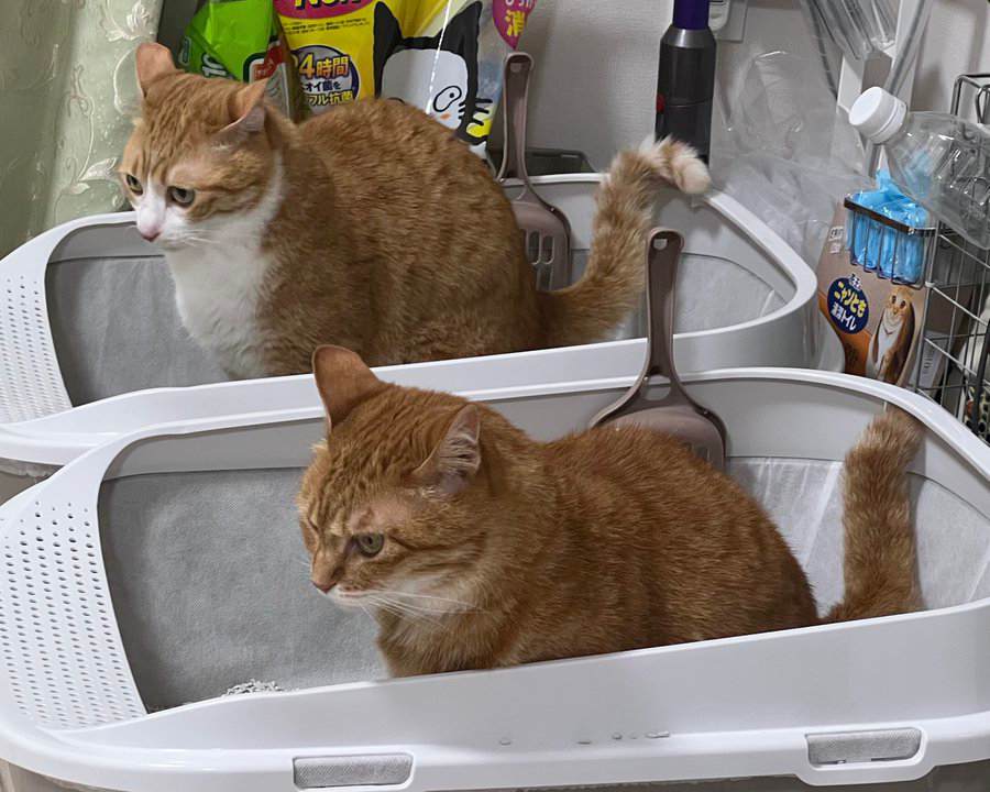 トイレに集中する2匹