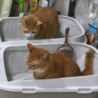 こっそりのぞき見　お隣のトイレ事情が気になる猫ちゃん