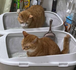 こっそりのぞき見　お隣のトイレ事情が気になる猫ちゃん