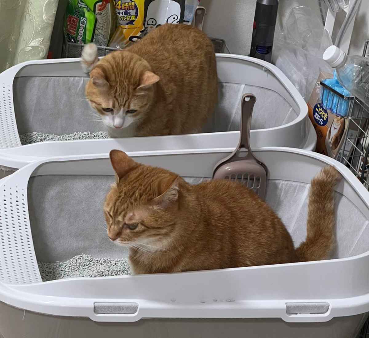 こっそりのぞき見　お隣のトイレ事情が気になる猫ちゃん